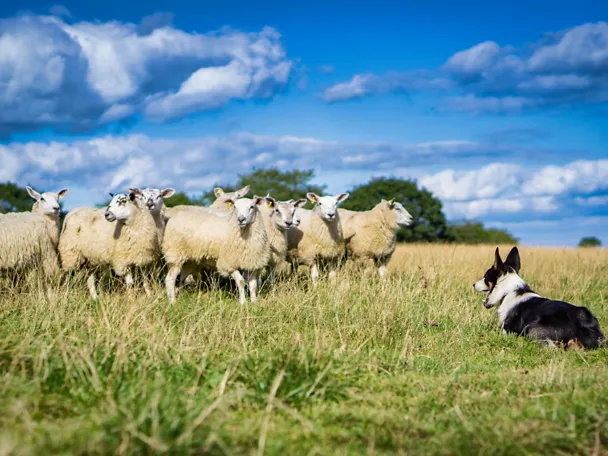 Schafe auf der Weide