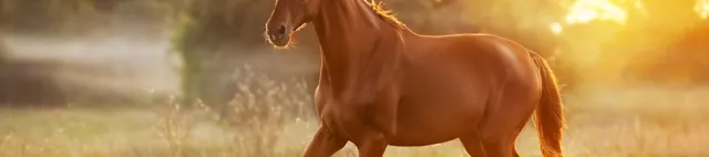 Pferd läuft auf der Weide Pferd läuft auf der Weide