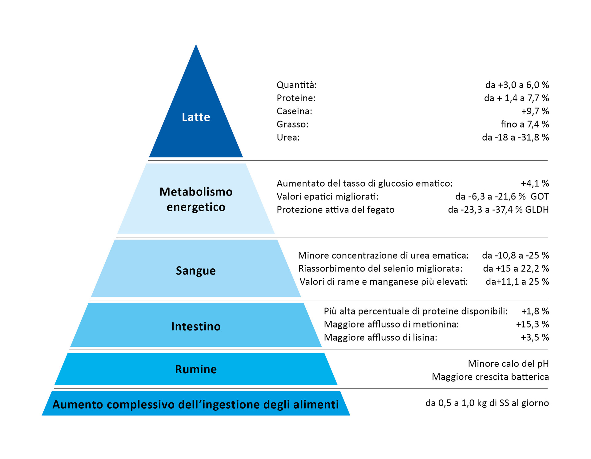 La piramide delle performance di BOVIN-S-KOMPLEX