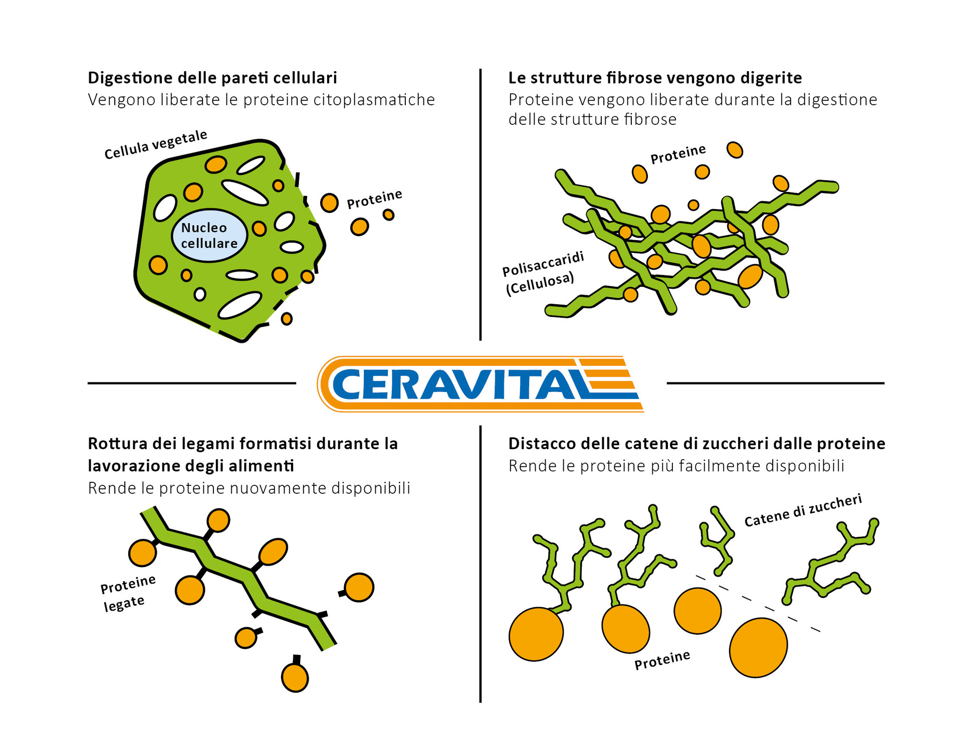 L'effetto di CERAVITAL XP